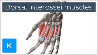 Dorsal interossei muscles of the Hand  Human Anatomy  Kenhub [upl. by Anez]