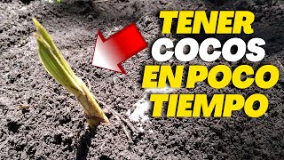 Método Para Sembrar COCOS y Tener una Cosecha Rápida  Sembrar coco Enano [upl. by Lehcar]