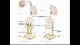 The DCML Pathway EXPLAINED  Dorsal ColumnsMedial Lemniscus [upl. by Parthen]