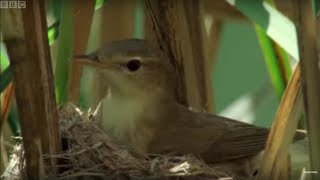 Cuckoo Hijacks Warbler Nest  Natural World  BBC Earth [upl. by Allimac]