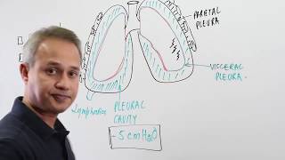 Overview of The Pleural Cavity [upl. by Akinirt]