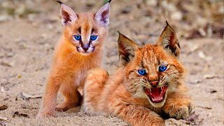 11 Rarest Cat Breeds In The World [upl. by Gilles]