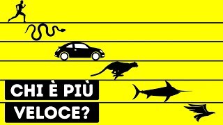 Chi È Il Più Veloce Essere Vivente Al Mondo [upl. by Sibeal]