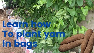 Step by step process how to plant yam in bags [upl. by Kornher849]