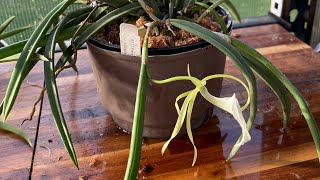 Brassavola Nodosa repot [upl. by Aro]