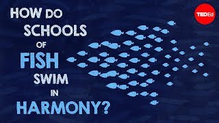 How do schools of fish swim in harmony  Nathan S Jacobs [upl. by Phio]