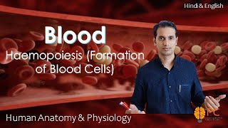 Haemopoiesis Formation of Blood Cells RBCs WBCs and Platelets [upl. by Dnomyad]