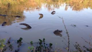 Caiman bellowing Pantanal [upl. by Anatniuq147]