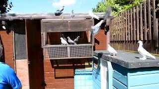 Pigeons Pigeon Fanciers Tipplerman of Great Britain Davey Warrener Subscribe for full documentary [upl. by Terrell]