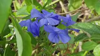 V27 Plumbago propagation by cuttings [upl. by Apul]