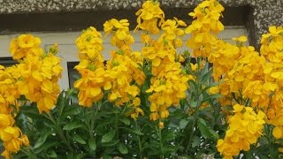 How To Grow Wallflowers as Perennials [upl. by Ennaoj]