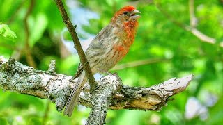 House Finch Call [upl. by Cthrine]