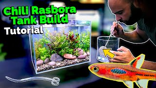 Building a Nano Jungle Planted Aquarium for Chili Rasbora [upl. by Enirroc448]