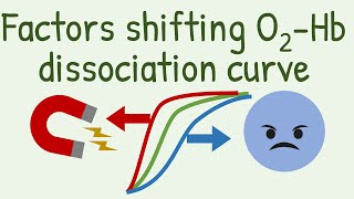 Factors Shifting Oxygen Hemoglobin Dissociation Curve [upl. by Tasia]