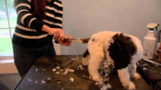 LAGOTTO PUPPIES SHORT VERSION [upl. by Urba16]