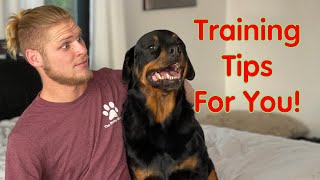 Rottweiler Training Guide  How To Love Them [upl. by Artur747]