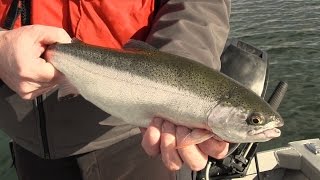 Basic Techniques for Trout Fishing in Washington [upl. by Yrad]