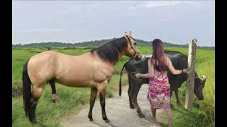 My sister training care her lovely horse in beginner 2021 [upl. by Valonia]