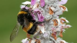 Bufftailed Bumblebee Bombus terrestris [upl. by Dunton]