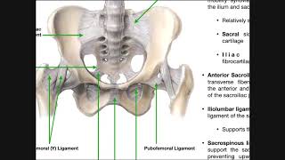 Thumb UCL Repair with InternalBrace™ Ligament Augmentation [upl. by Gausman]