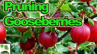 How To Prune Gooseberries for High Yields [upl. by Athalee]