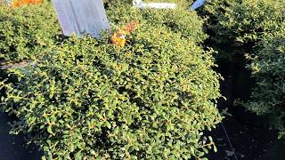 Ilex crenata Beehive Japanese Holly [upl. by Dyanne]