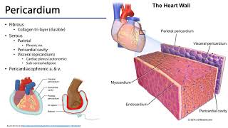 Cardiovascular Heart  Heart Pericardium [upl. by Ileana]