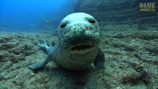 Hawaiian Monk Seals  JONATHAN BIRDS BLUE WORLD [upl. by Bowers398]