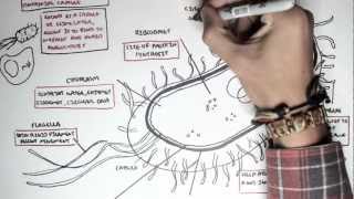 Microbiology  Bacteria Structure [upl. by Gabbi631]