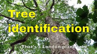 Tree identification uk [upl. by Ogawa]