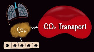 CO2 Transport  Carbondioxide Transport  Respiratory Gas Exchange  Respiratory Physiology [upl. by Patrick790]