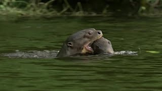 Otter Family Defeats Caiman in an Incredible Fight  BBC Earth [upl. by Cerracchio26]