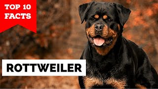 Rottweiler  Top 10 Facts [upl. by Intruok]