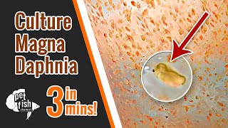 How to culture DAPHNIA MAGNA  The easy way [upl. by Camel]