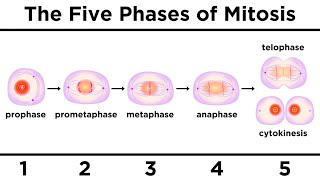 Mitosis How One Cell Becomes Two [upl. by Aplihs]