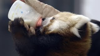 Wild Inside the National Zoo Raising Red Pandas [upl. by Secundas]