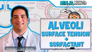 Respiratory  Surface Tension amp Surfactant in Alveoli [upl. by Kamat398]