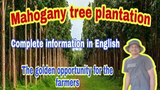 Mahogany tree plantation  Swietenia macrophylla plantation Complete information in English [upl. by Ruelle387]