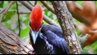 Pileated Woodpeckers Amazing Calls [upl. by Sirref]