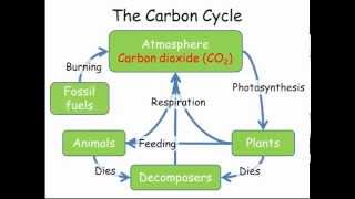 Carbon amp Nitrogen Cycles GCSE Combined Science Biology [upl. by Odom349]