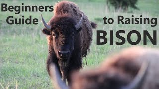 How To Raise BISON [upl. by Yeliw]