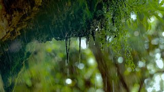 Regen in der Natur Regengeräusche zum Einschlafen 6 Stunden Naturgeräusche in 4K [upl. by Nnairahs]