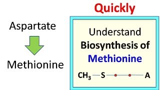 Methionine biosynthesis [upl. by Ehsom]