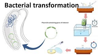 Bacterial transformation [upl. by Vtehsta]