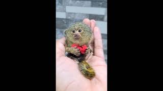 Pygmy Marmoset The worlds smallest monkey [upl. by Nairim701]