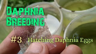 Daphnia Culture made simple and easy 3  Hatching Daphnia eggs [upl. by Nivlen214]