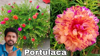 My Easiest way to grow portulaca amp get 200 maximum flowering  The One Page [upl. by Iblok]