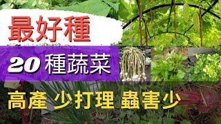 最好種的20種懶人蔬菜適合新手種植高產，蟲害少，少打理香菜，豌豆，櫻桃蘿蔔，甜菜根，蕃茄，西洋芹，韓國芝麻葉，地瓜葉，空心菜，秋葵，馬鈴薯，長豆，毛豆，九層塔，羅勒，香菜，大蒜，蔥，洋蔥，迷迭香 [upl. by Rabbi768]