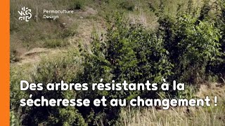 Des arbres résistants à la sécheresse et au changement [upl. by Edmonds134]