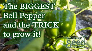 California Wonder Bell Pepper  Growing amp Harvesting This Useful Plant [upl. by Alyda403]